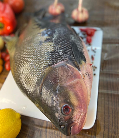 peixes água doce + peixaria ipiranga